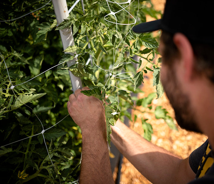 SunGrower Trellis Netting